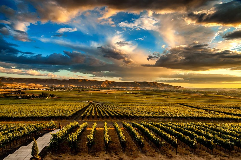 Washington State-Red Mountain Red Mountain vineyards at dusk with dramatic sky